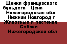 Щенки французского  бульдога › Цена ­ 20 000 - Нижегородская обл., Нижний Новгород г. Животные и растения » Собаки   . Нижегородская обл.